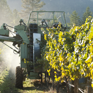 Grape Harvester